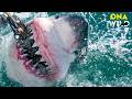 ATLANTIC GREAT WHITE: Secrets of the Ocean’s Apex Predator | Nature Animal Documentary