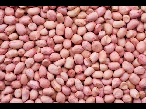 Groundnut destoner machine, three phase, capacity: 3000 kg/h...