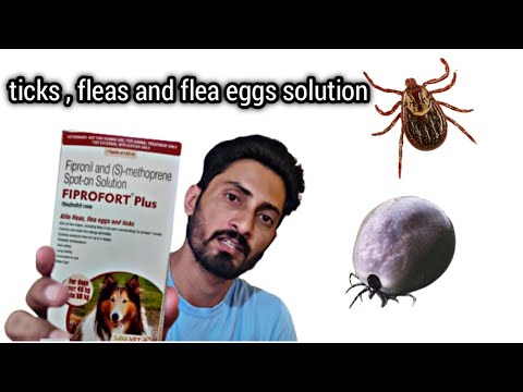 Savavet Fiprofort Plus Spot Dogs