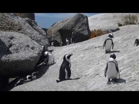 Science Today: Saving Animals from Extinction | California Academy of Sciences