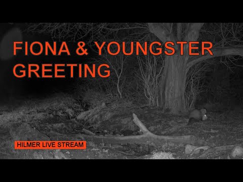 Hilmer Livestream: 22-02-02 Fiona and Youngster greeting (Stone marten/Steinmarder/Husmår)