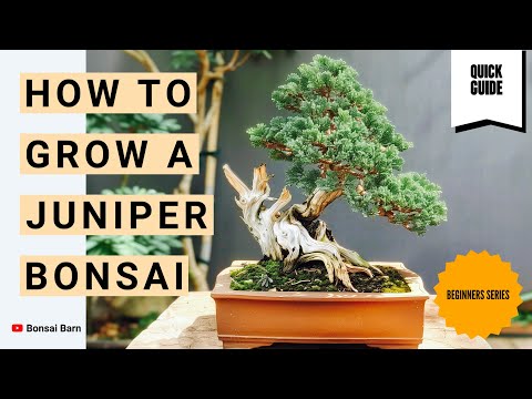 “How to Grow a Juniper Bonsai” Even If You’re a Total Beginner!