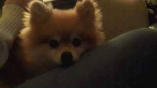 preview picture of video 'Killer Pomeranian Attacks'