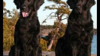 Vibafemba I want a dog a blue one acapella quintet Jojje Wadenius