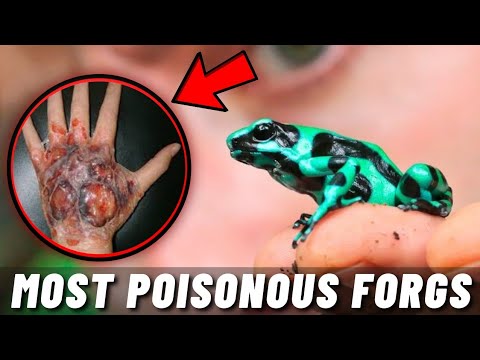 TOP 10 POISONOUS FROGS AND TOADS IN THE WORLD 2021