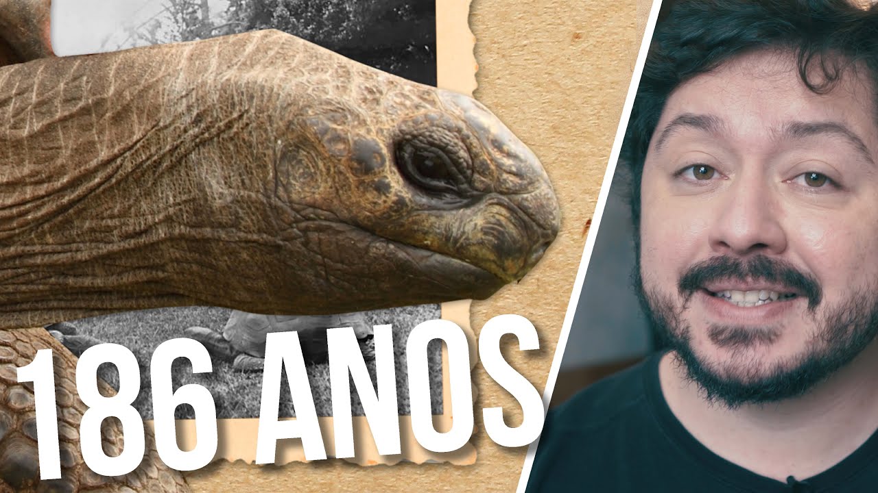 Como tartarugas vivem tanto