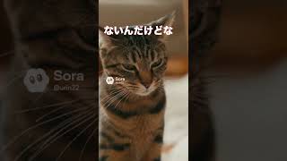 子猫がティッシュを部屋中にばら撒いた…なぜか先住猫が怒られる【猫あるある】