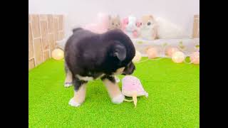 柴犬の動画01