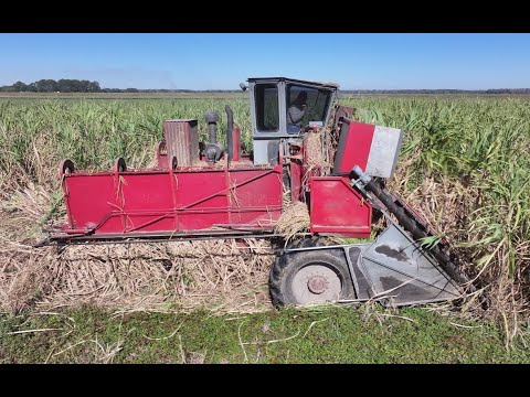 2024 Louisiana Sugarcane Harvest