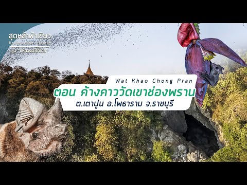 ค้างคาวเขาช่องพราน