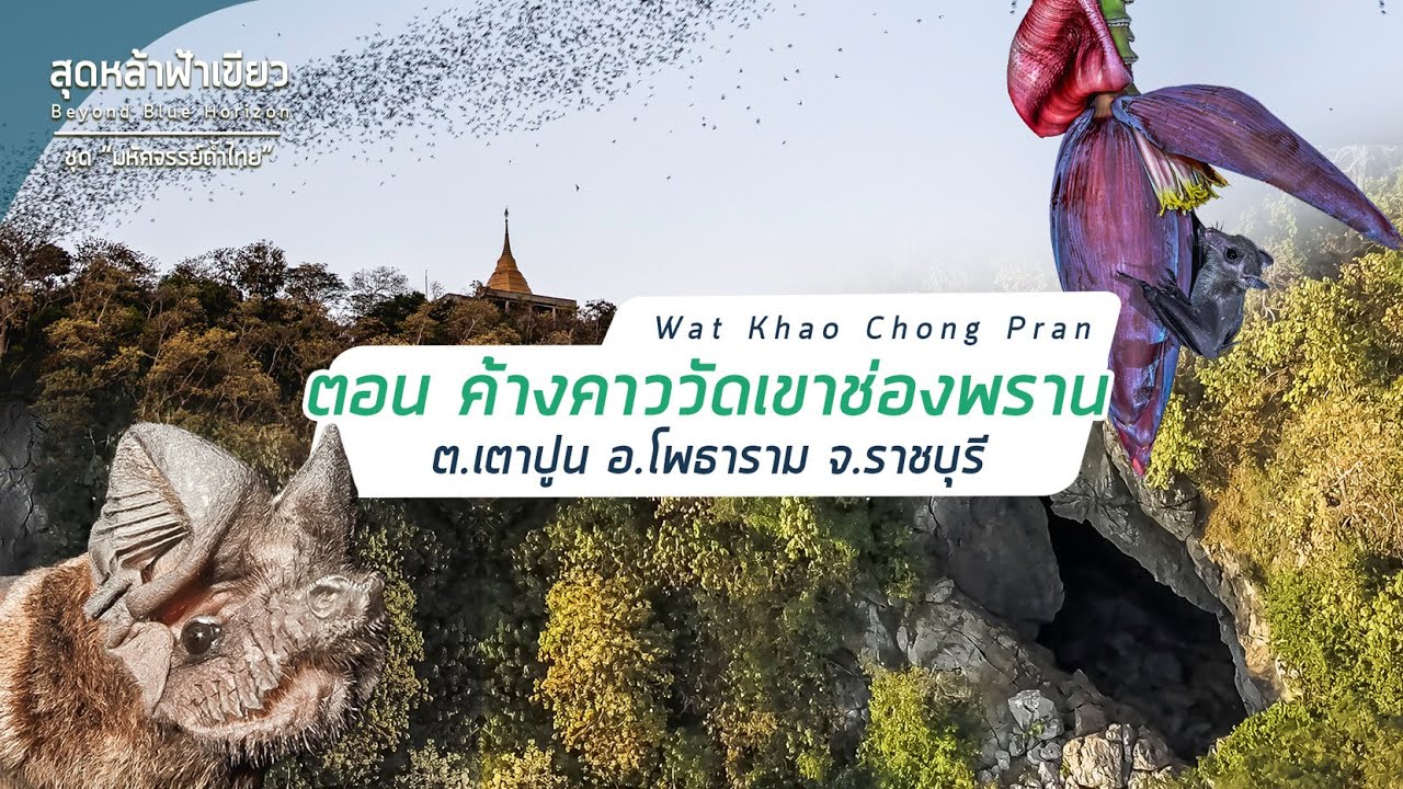 Khao Chong Phran Bats