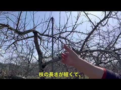 園芸 リンゴの木に関するよくある質問