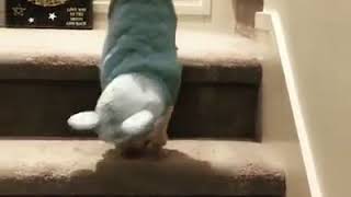 Puppy hasn't figured out the stairs