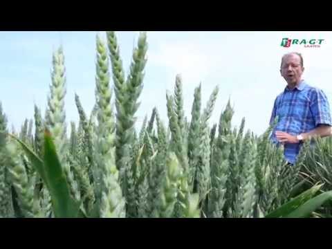 RGT REFORM, der neue A-Weizen von RAGT