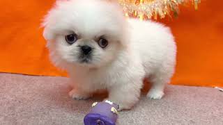 ペキニーズの動画01