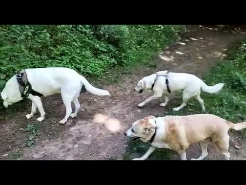 Lunedì al Pegorino - Triuggio 🌲🐾