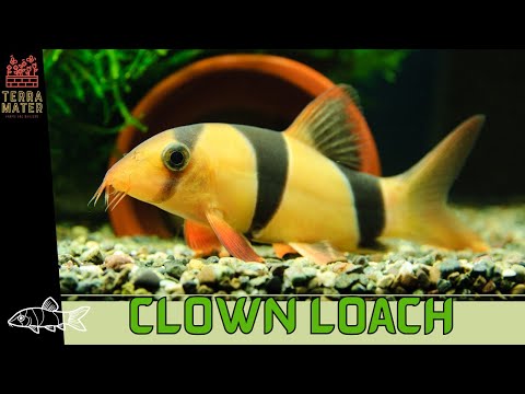 Clown Loach — profil druhu, akvárium, kŕmenie a správanie sumčeka klauna