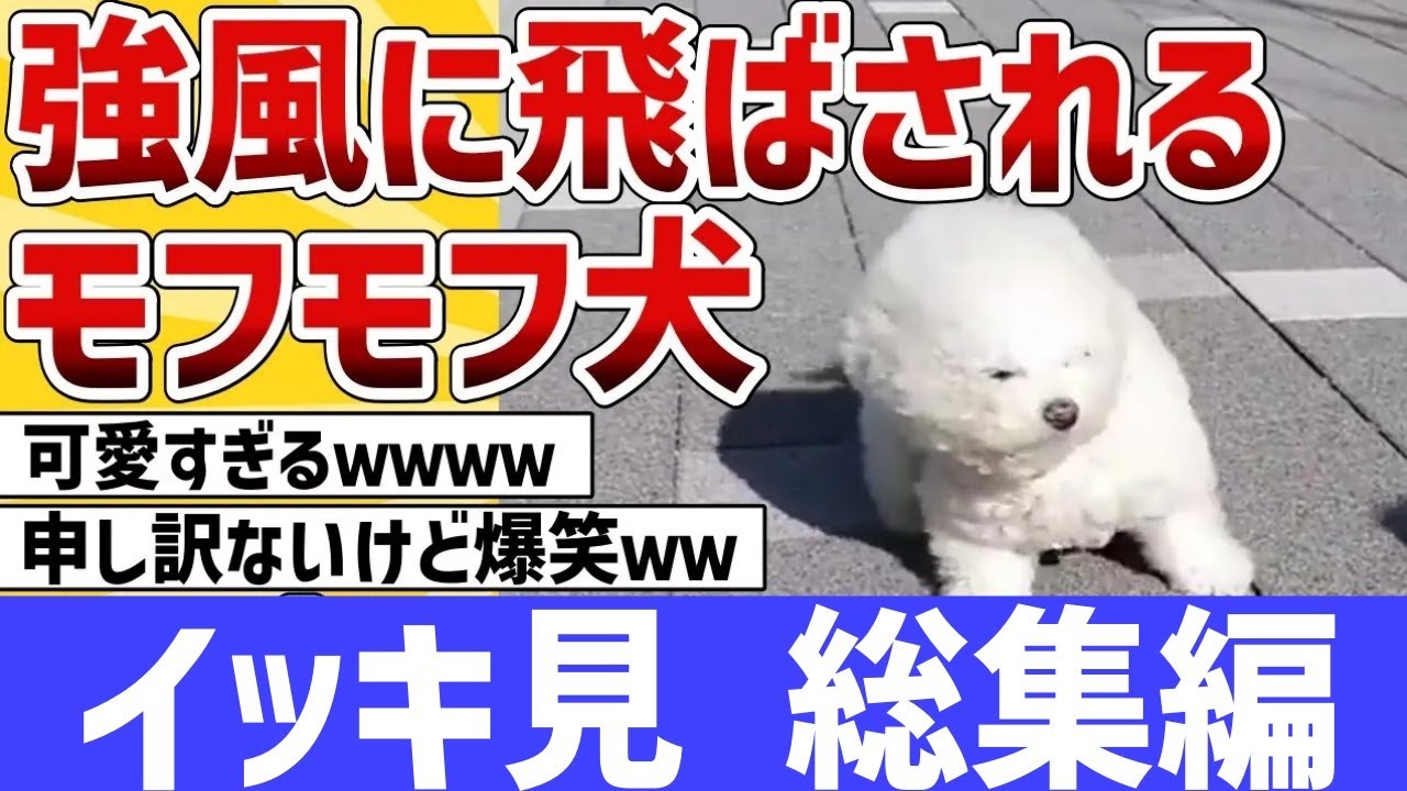 【2ch動物スレ総集編】強風に飛ばされそうになったモフモフ犬→スゴイ顔になるｗ／赤ちゃんとネッコのバトルが可愛すぎる他