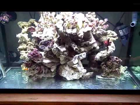 Reef Tank - Custom Sump & Refugium *NO SAND*