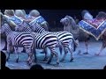 Circus The Show Of Different Animals Camels And Zebras