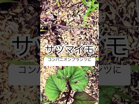 どの低木をキョウチクトウのコンパニオンプランツであるバラ、竹と組み合わせるか