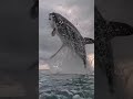blue whale jump #shorts