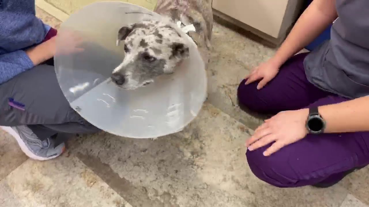 YouTube video preview