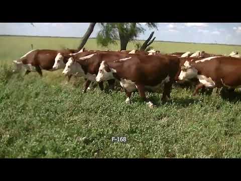 Lote 90 Vacas C/ gtia de preñez en San José de Feliciano, Entre Ríos