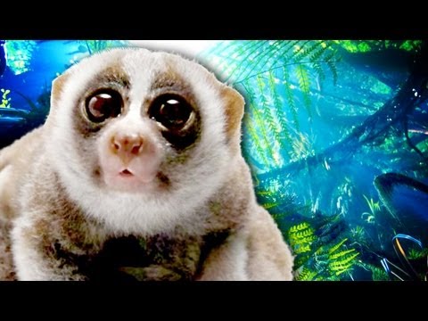 Adorable Slow Loris Identified