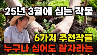 3월에 심는작물 텃밭채소 양배추 배추 당근 미나리 쪽파 더덕 심는 시기