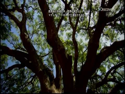 庭にあるコルク栓はどうする？ワイン愛好家が喜ぶ6つのアイデア  庭園