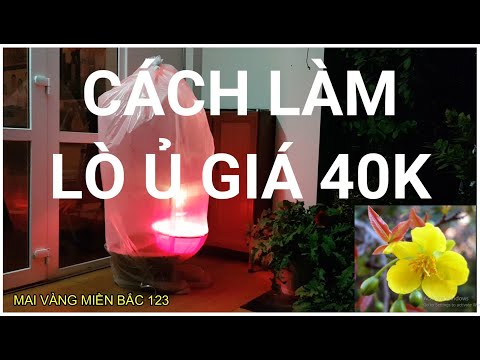 🔴 QBS2152 - Chia sẻ cách làm lò ủ nhiệt cho cây mai vàng Miền Bắc nở hoa đúng dịp tết 2022