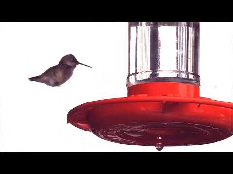 Calliope Hummingbird, Goderich ONT, Nov20'18; Lucio Fazio