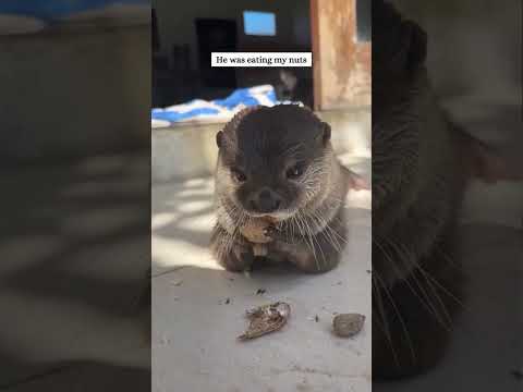 Он просто плыл на каяке, а выдра выбрала его своим хозяином