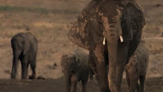 Baby Elephant Struggles to Survive | The Long Walk Home | BBC Earth