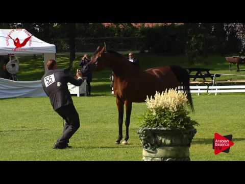 N.55 ROHARA EXOTICA - Scandinavian Open Championship 2017 - Mares 7-10 Years old (Class 10)