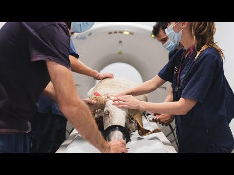 Alfie the Ram has Surgery (an update)