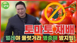 토마토 재배의 성지!!! 부여 세도!!! 과연 작황은??? 그리고 문제점은??? 역병??? 왜 그랬을까???…