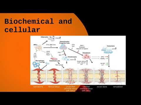 Bone Biology for the exam - part 1