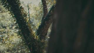 Louvor e adorao - Msicas gospel - Descansa.