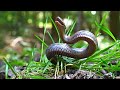 Smooth Snake Coronella Austriaca Attack Slowmotion Poland