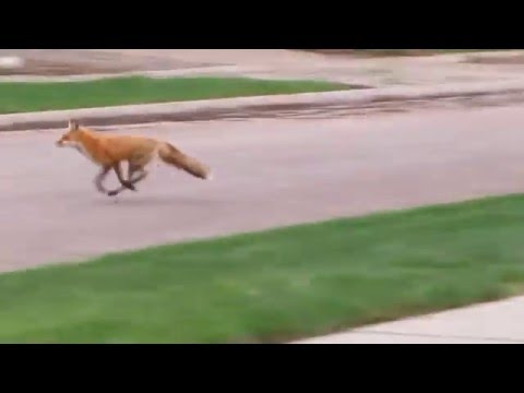 Mama fox running away