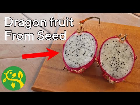 I try to grow Dragon fruit from seed