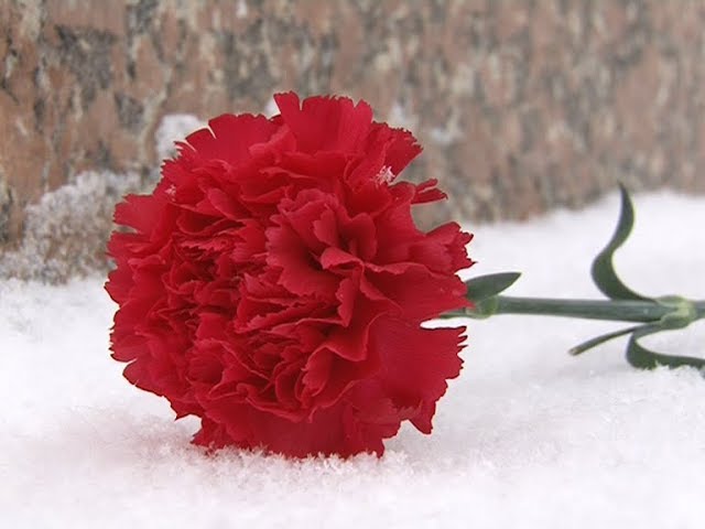 Чтить память героев