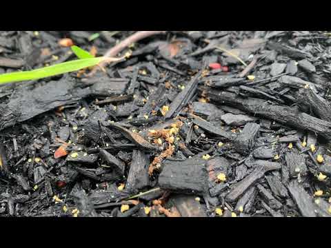 Carpenter Ants & Citronella Ants Battle it Out in East Windsor, NJ