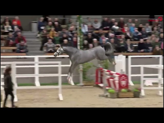 jumping live at Westfalen stallion approval