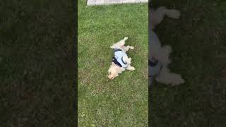 Video preview image #1 Mutt Puppy For Sale in Corona, CA, USA