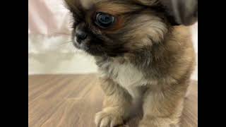 ハーフ犬の動画01