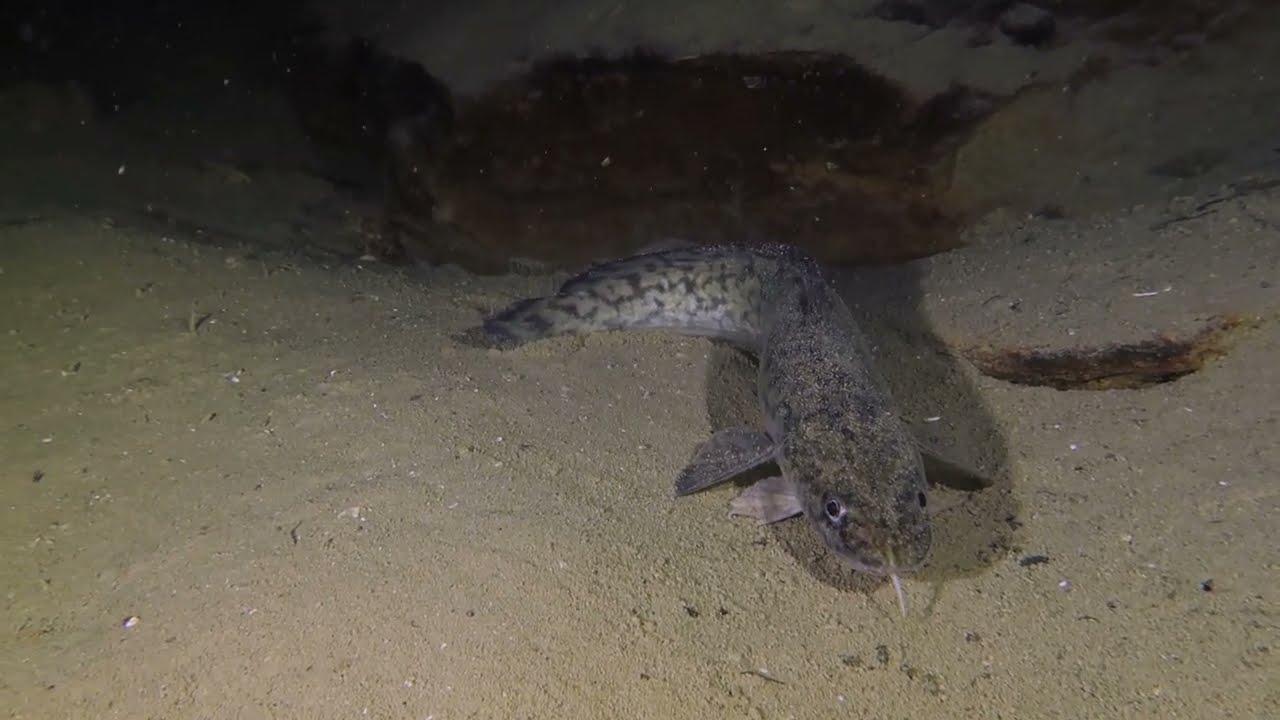 Diving Baumgärtli (Lake of Zug) Switzerland
