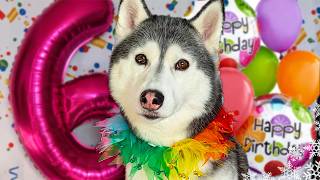 Happy Birthday Kira The Husky 🎂 6 Years Old!